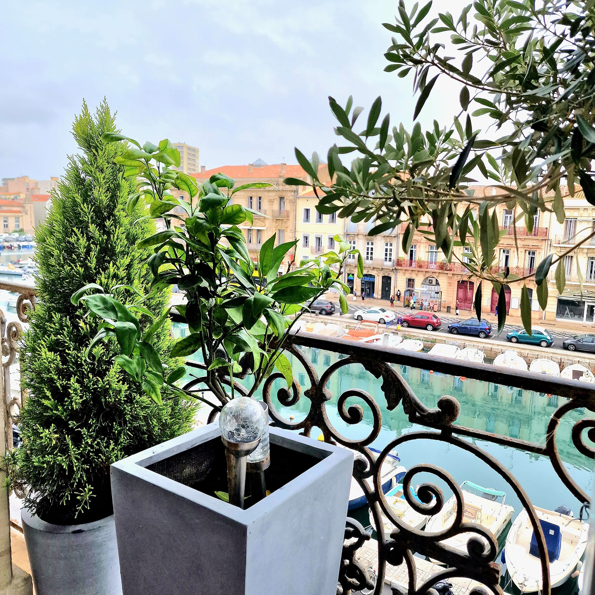 Aménagement de balcon Fleuriste Sète Conifère Agrume plantes extérieures