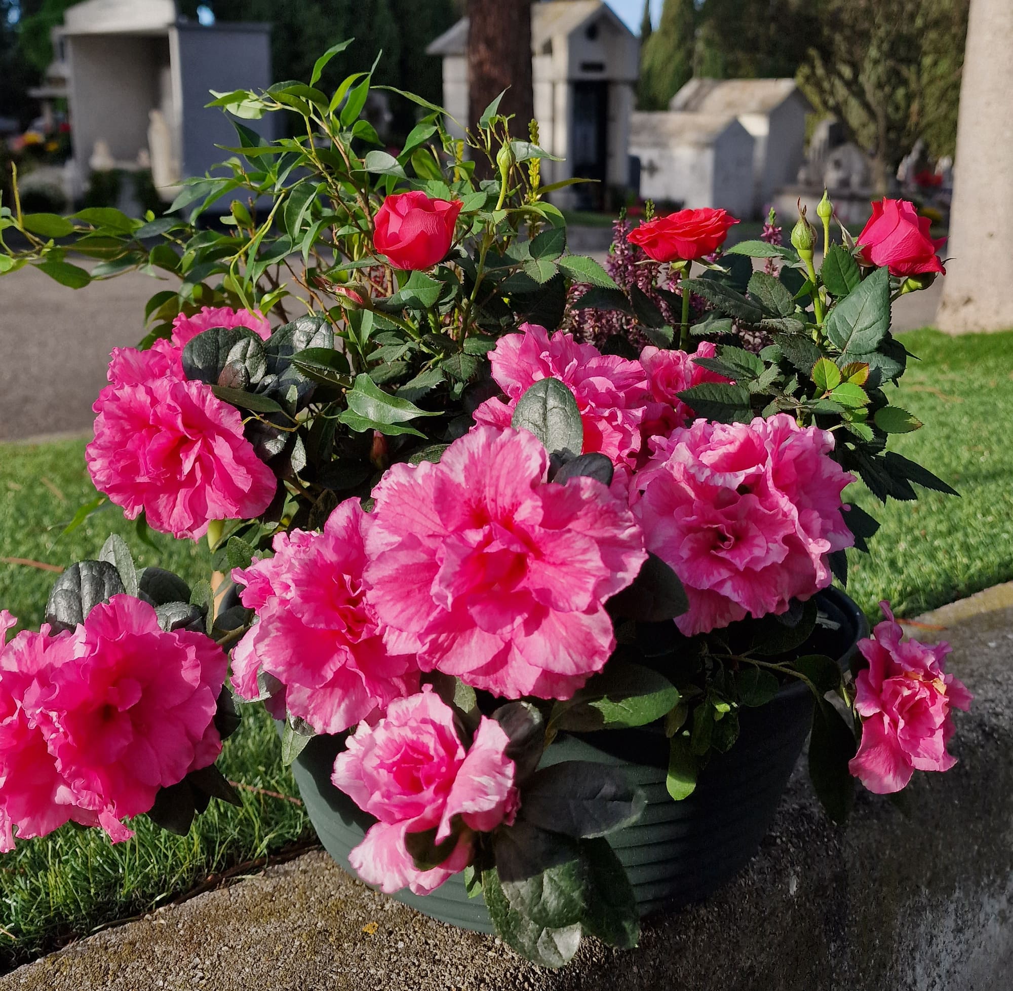 Fleurissement tombe cimetière Fleuriste Sète