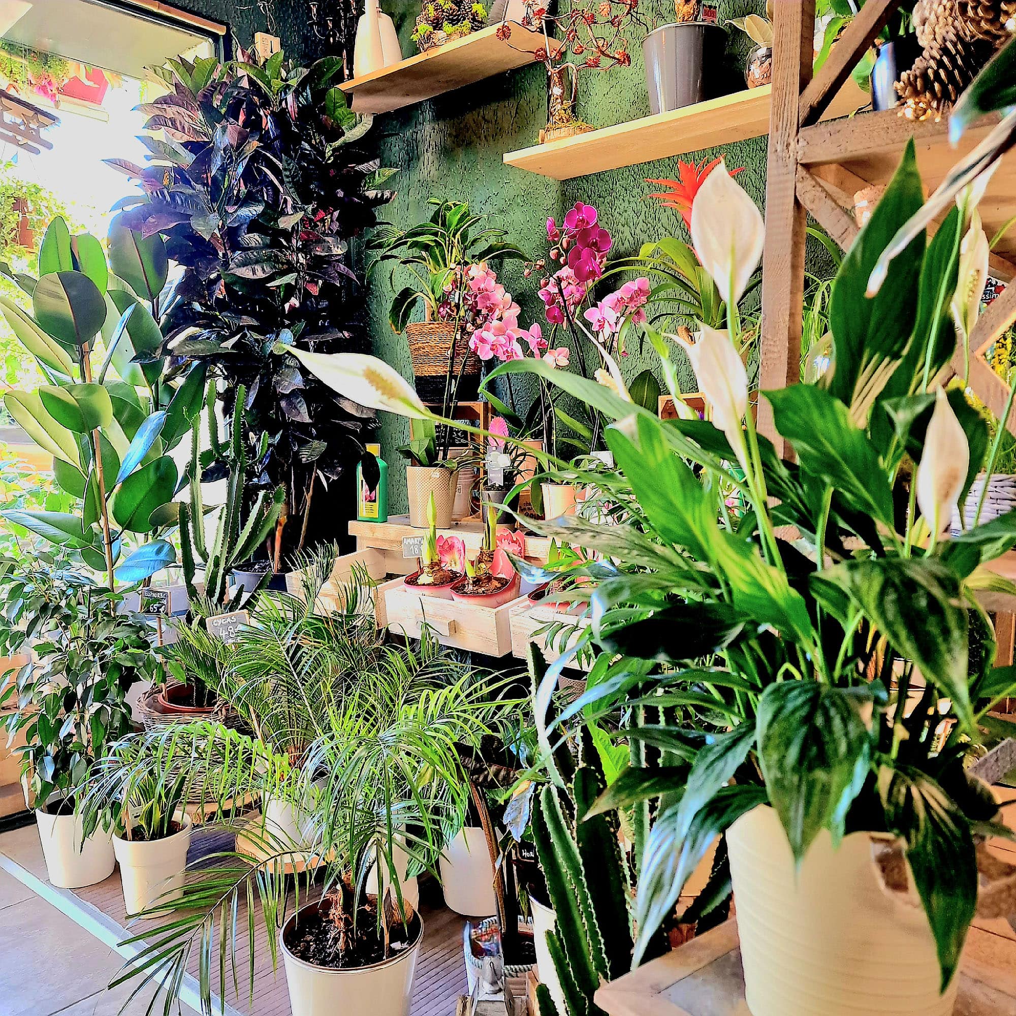 Plantes d'intérieur Fleuriste Sète