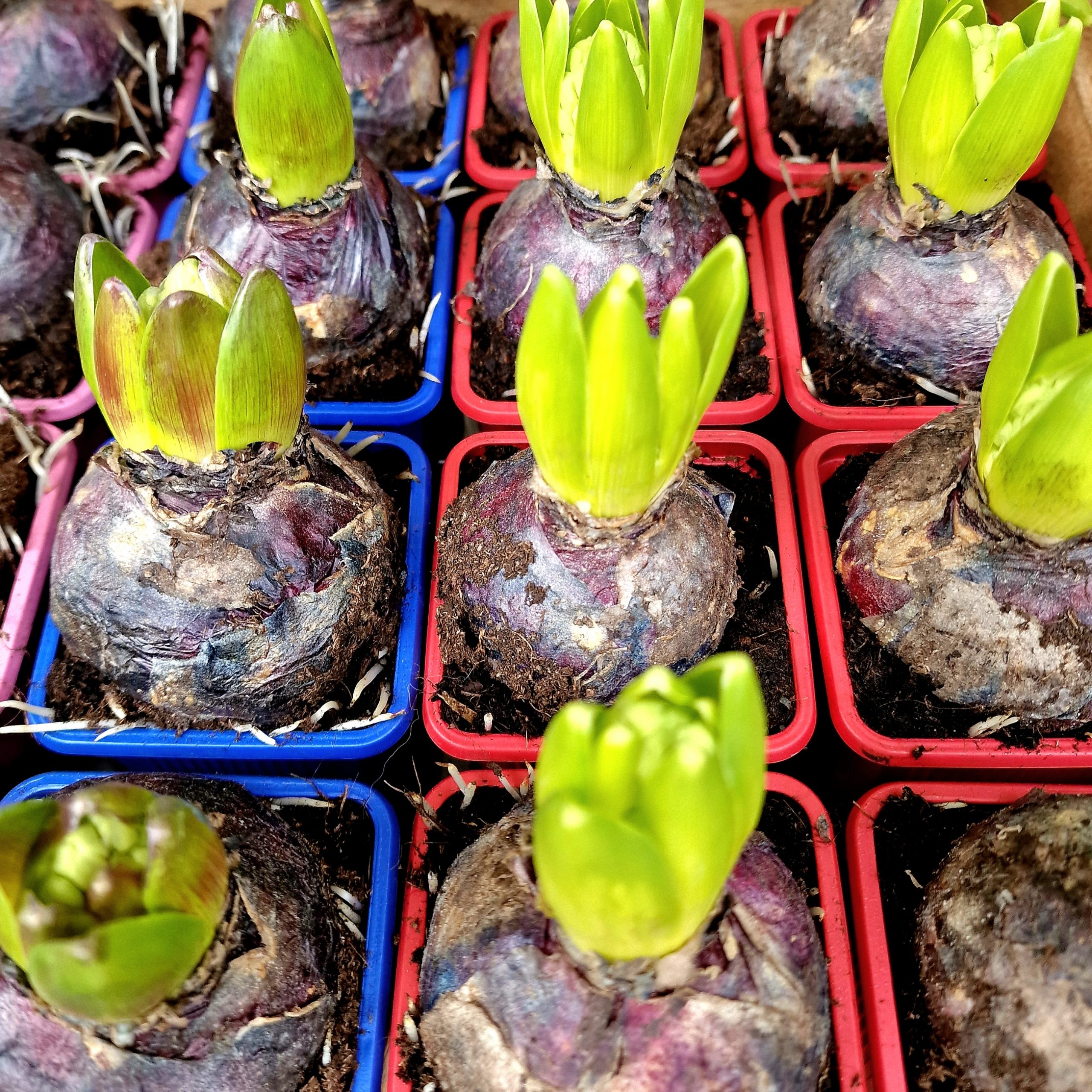 Fleuriste Sète Plantes bulbes Jacinthe