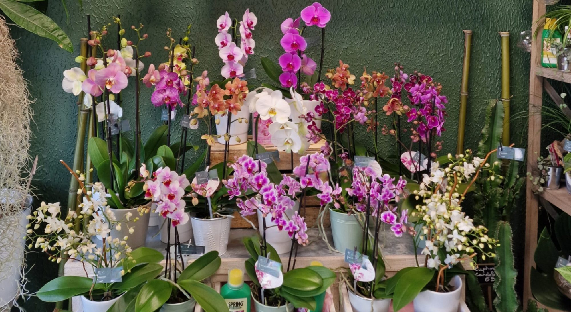 Orchidées plantes fleuries Fleuriste Sète Amazonie