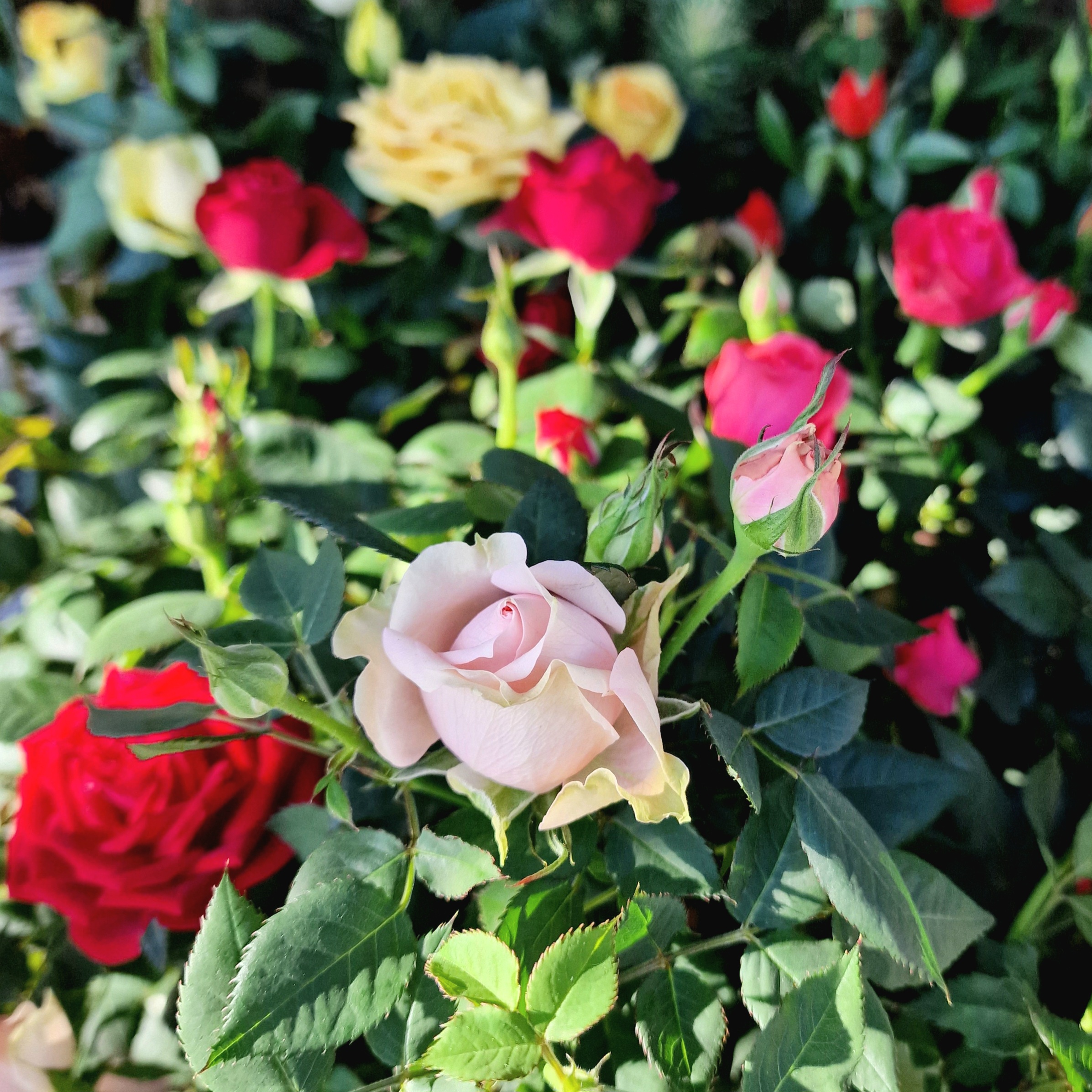 Plante extérieur Rosiers Fleuriste Sète Amazonie