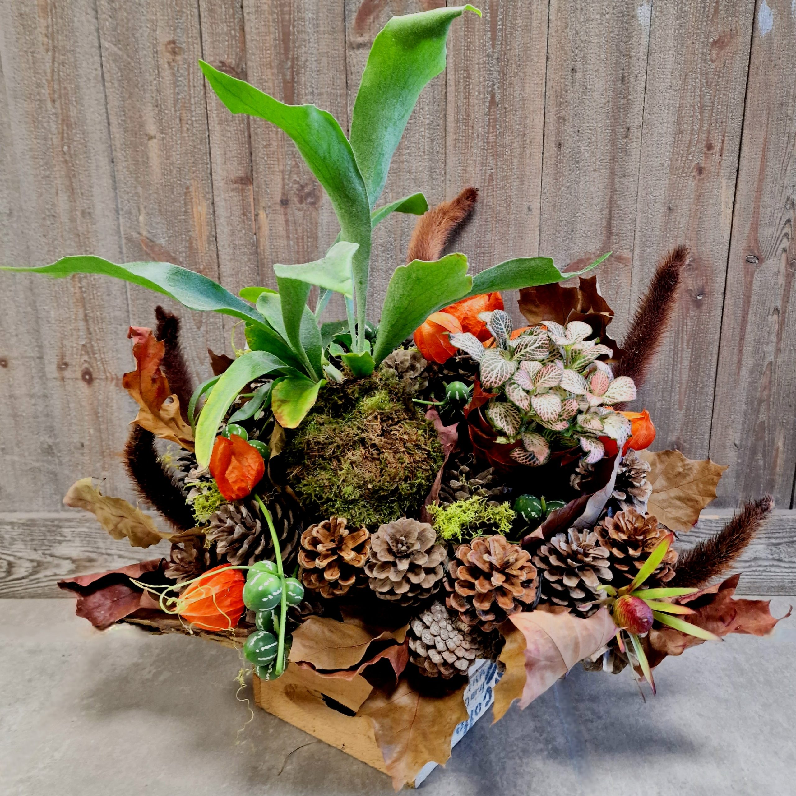 Composition de plantes automnale Fleuriste Sète Amazonie