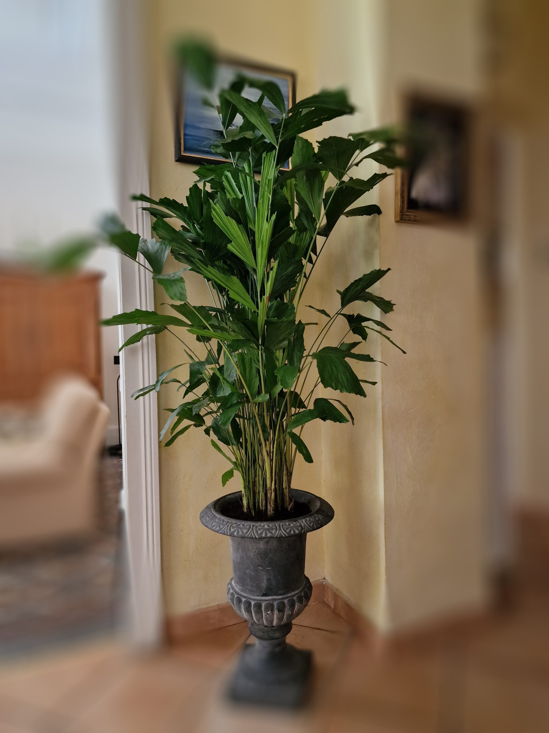 Décoration florale Prestation particulier Plante Fleuriste Sète Amazonie