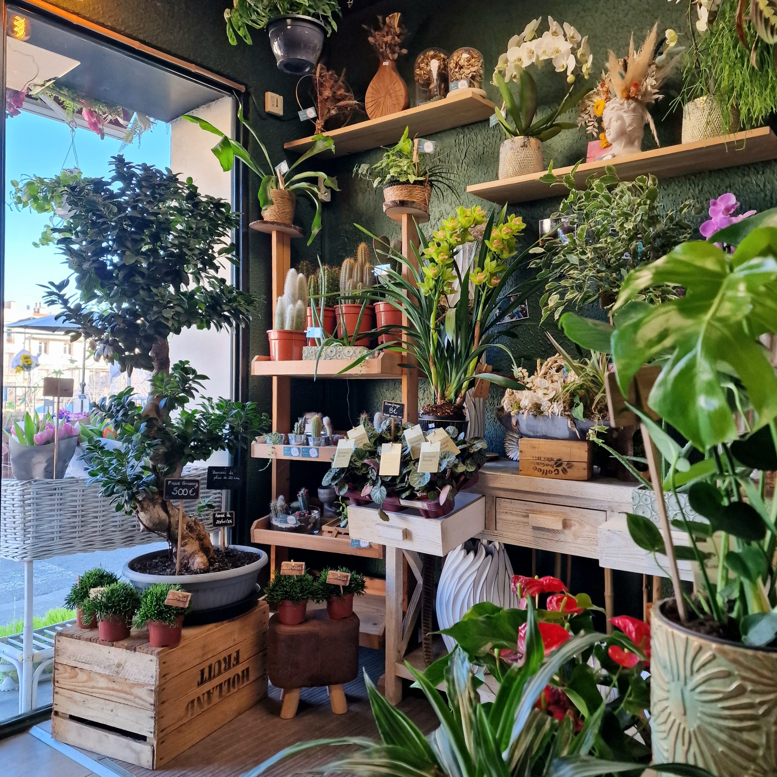 Fleuriste Noël décoration Amazonie Sète