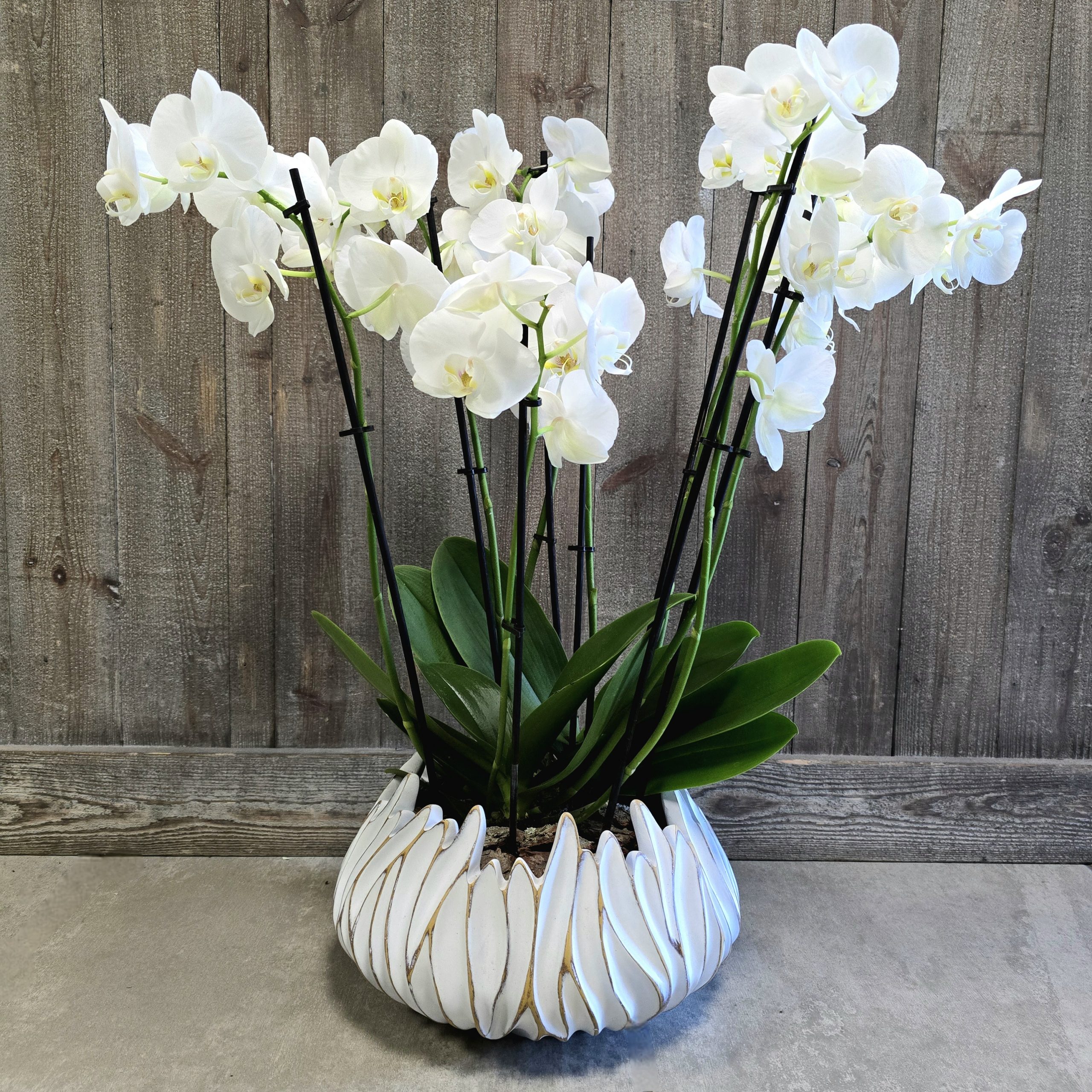 Orchidées Fleuriste Sète Amazonie