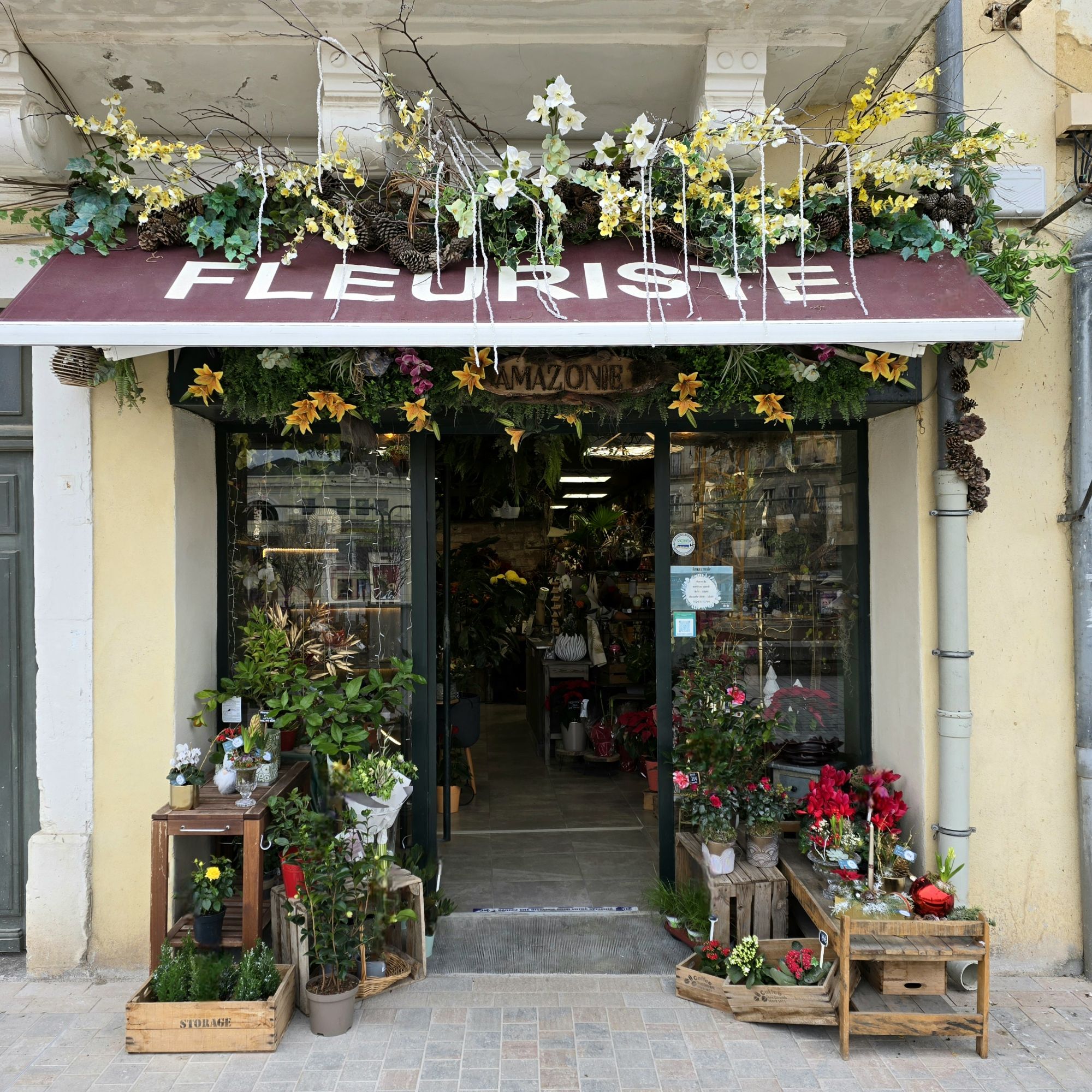 Fleuriste Amazonie Sète