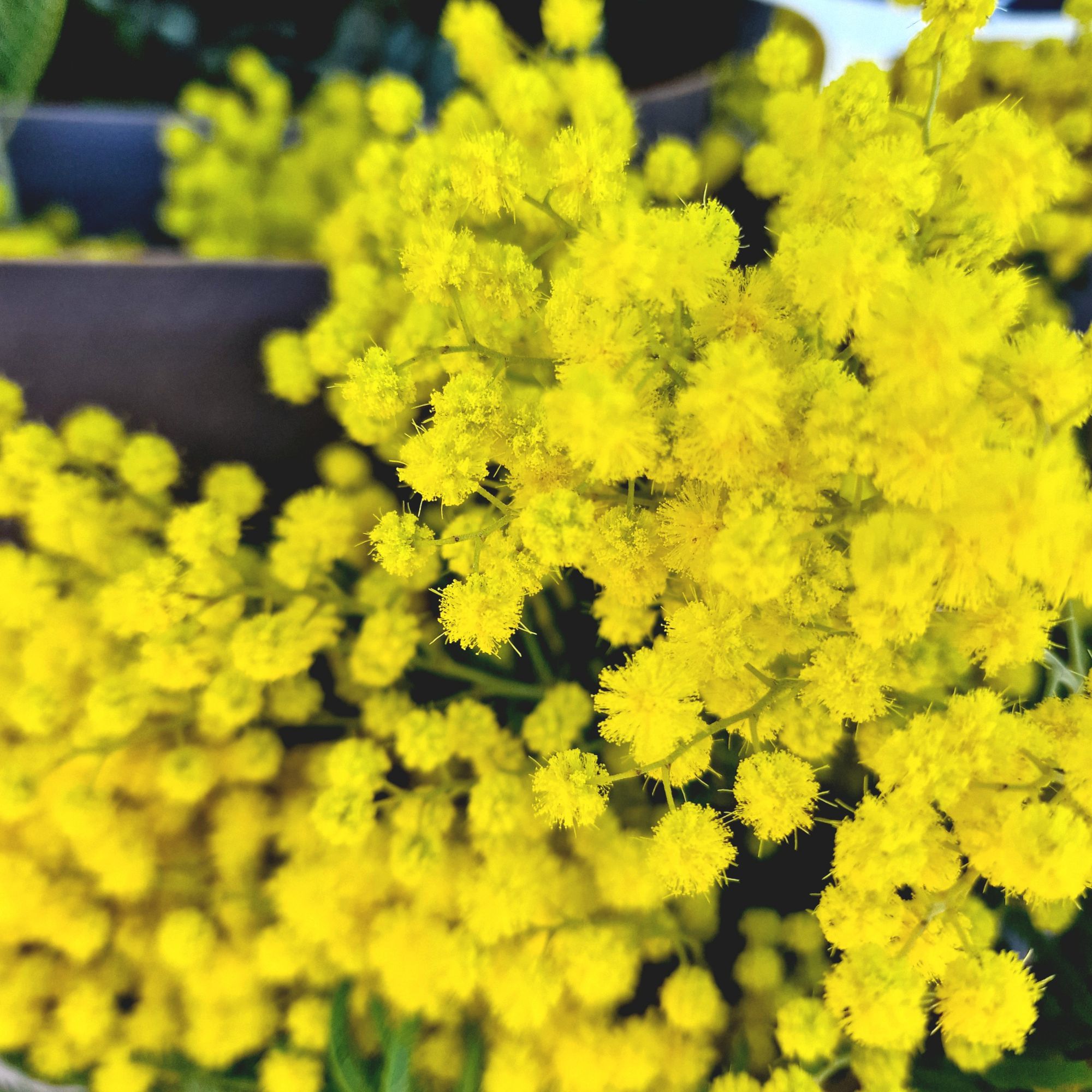 Plantes fleuries Gloriosa Fleuriste Sète Amazonie