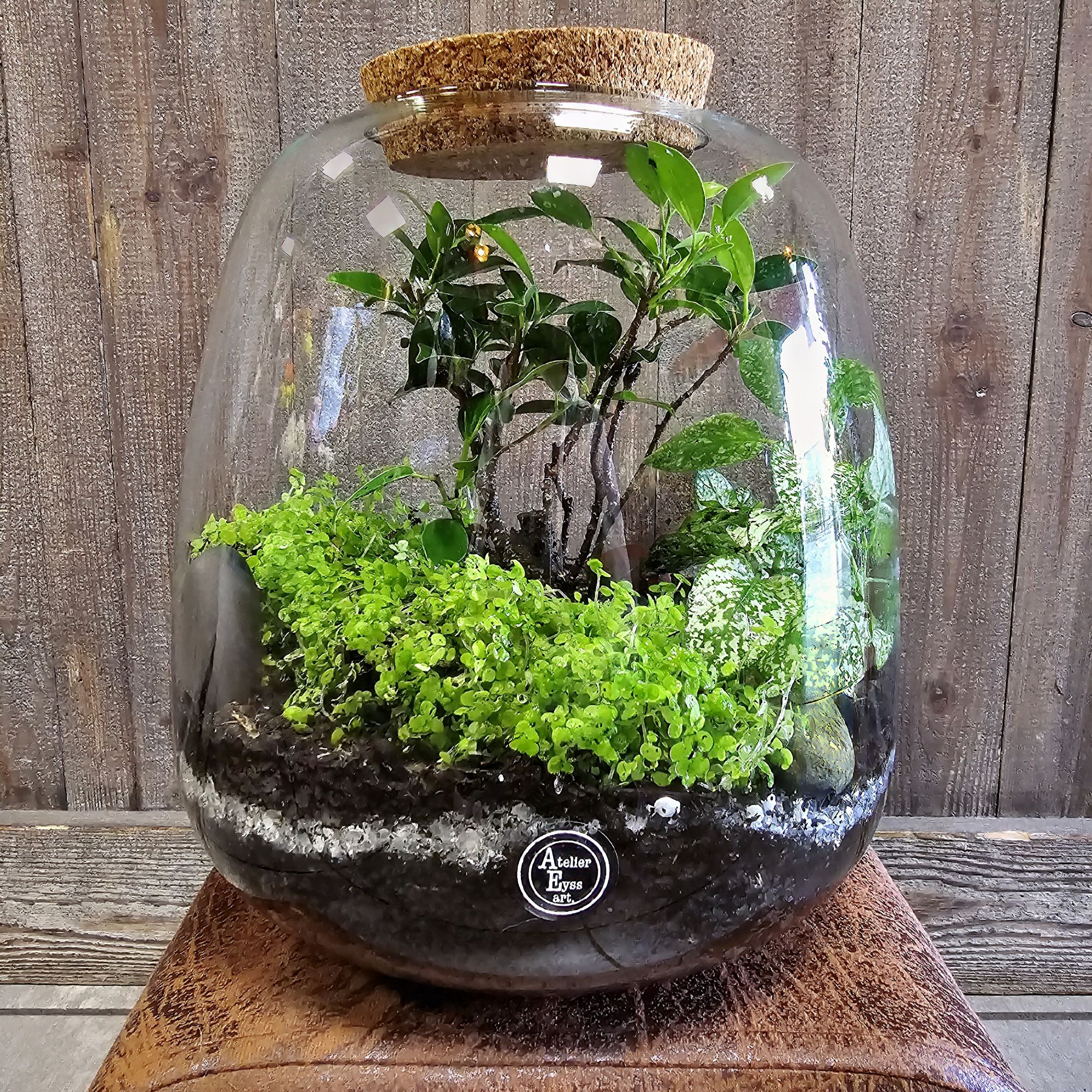 Terrarium Plantes Fleuriste Amazonie Sète
