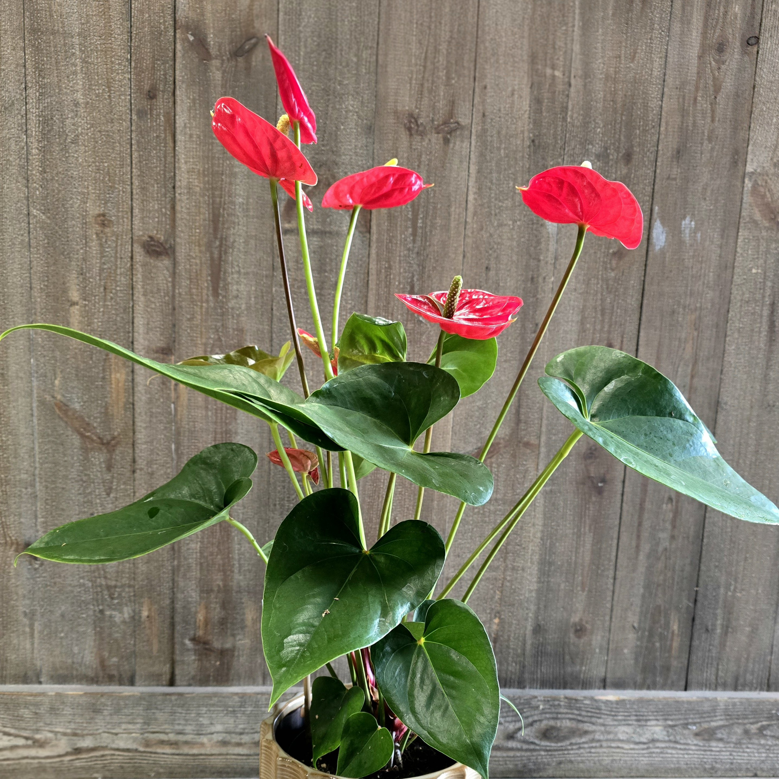 Anthurium 5-6 fleurs