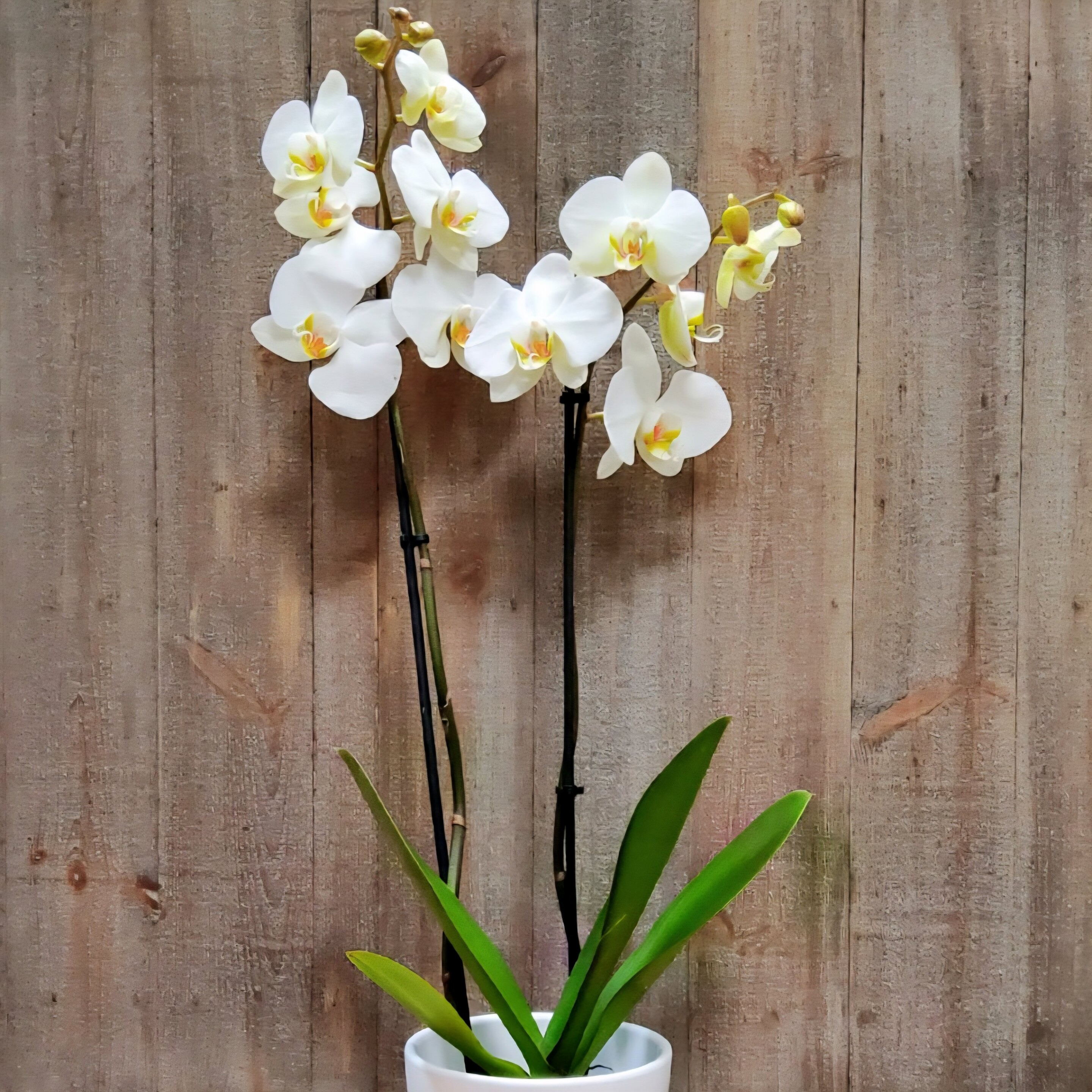 Orchidée phalaenopsis blanche