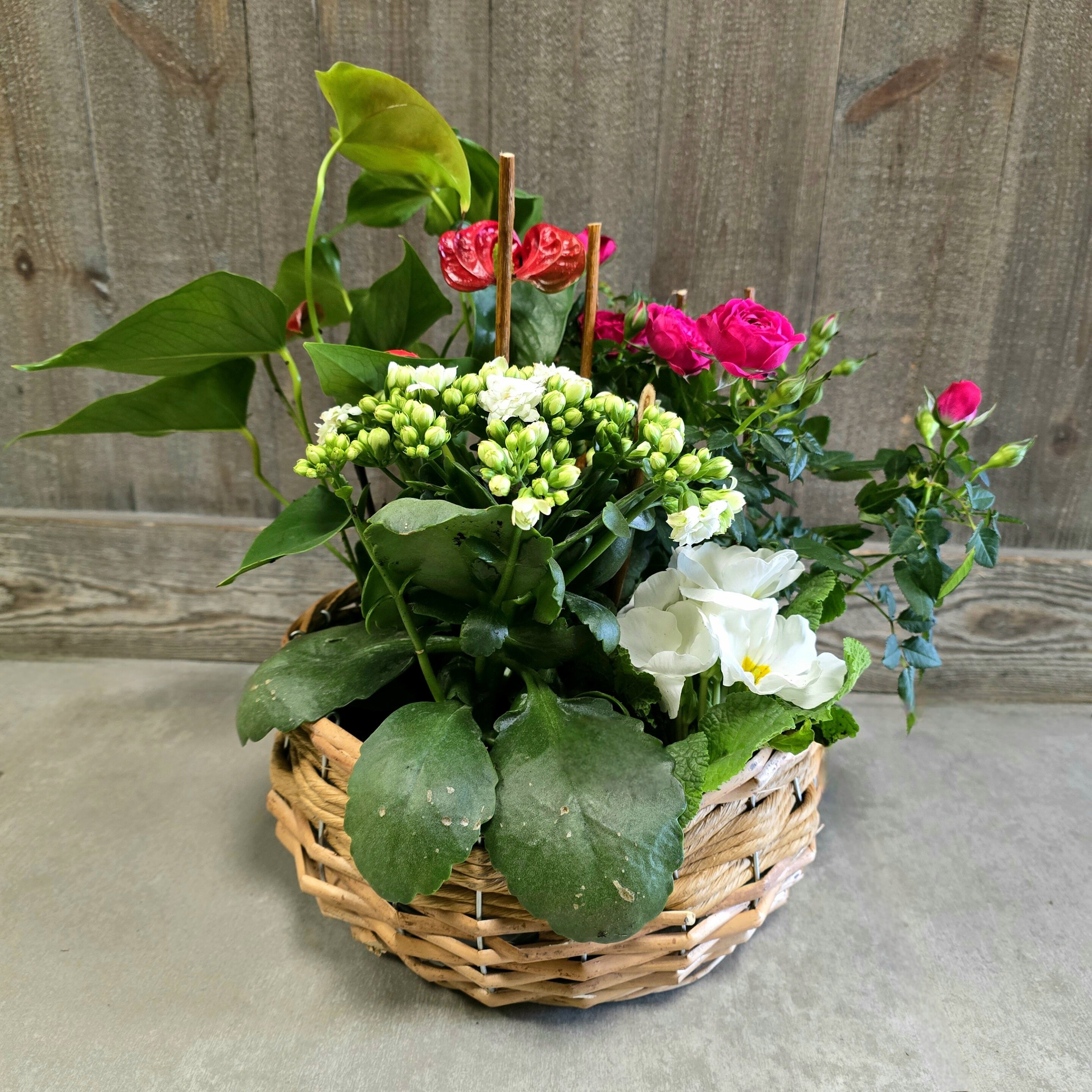 Composition de plantes fleuries