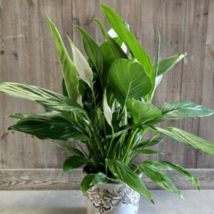 Spathiphyllum