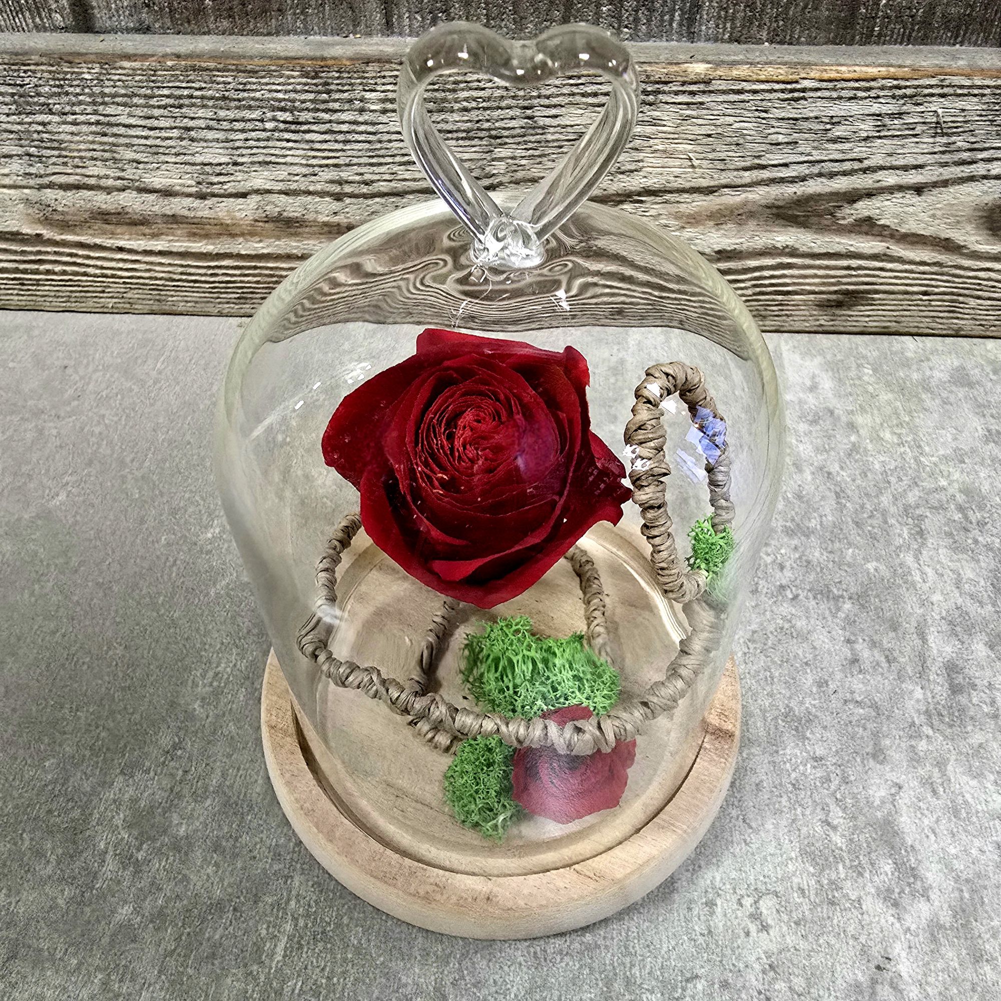 Cloche Rose éternelle Fleuriste Sète Amazonie
